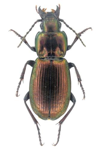 Réf. 316 848 : Pterostichus externepunctatus